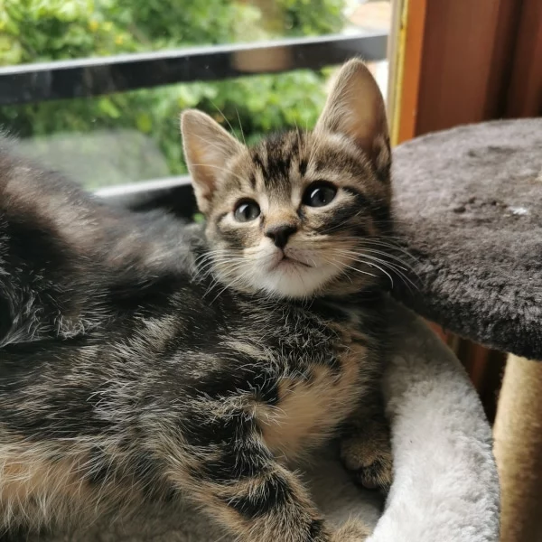 Mozart, chat adopté via Les ti'chats
