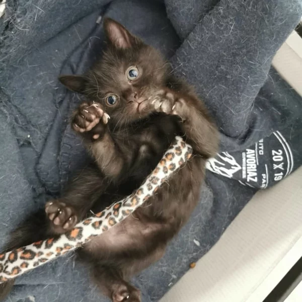 Myrtille, chat adopté via Les ti'chats