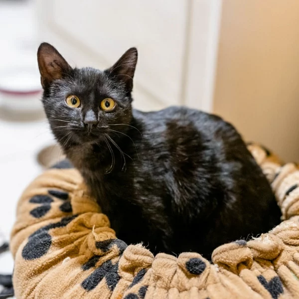 Myrtle, chat adopté via Les ti'chats