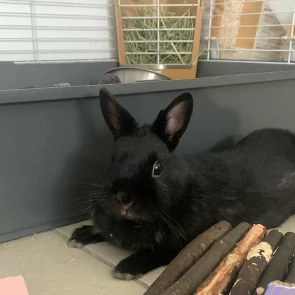 Lily, lapin adopté via Les ti'chats