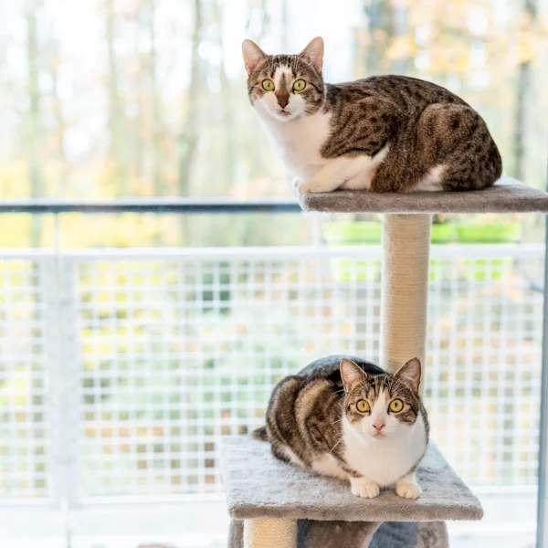 Nala & Chance, chat adopté en 2020 grâce aux ti'chats