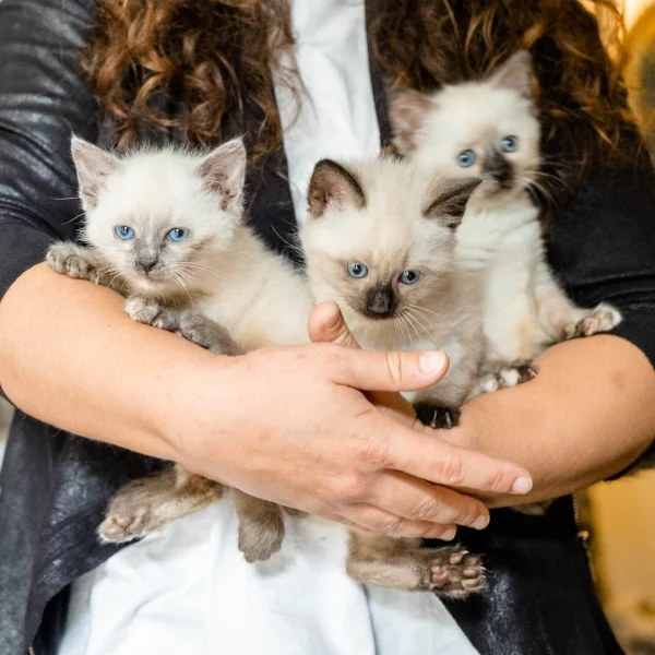 Nami, chat adopté en 2022 grâce aux ti'chats