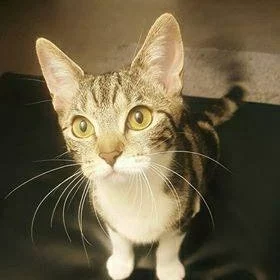 Nealia, chat adopté via Les ti'chats