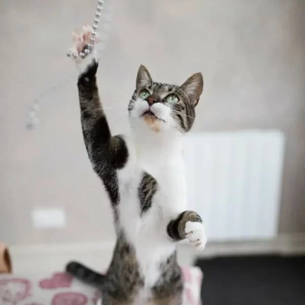 Nell, chat adopté via Les ti'chats