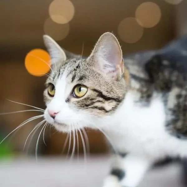 Nelson, chat adopté via Les ti'chats