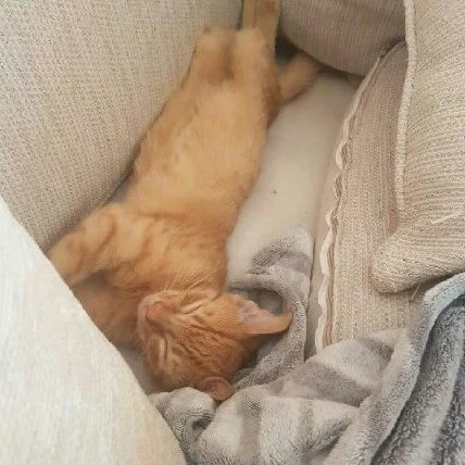 Nemo, chat adopté via Les ti'chats