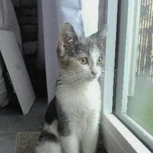 Nesquick, chat adopté via Les ti'chats