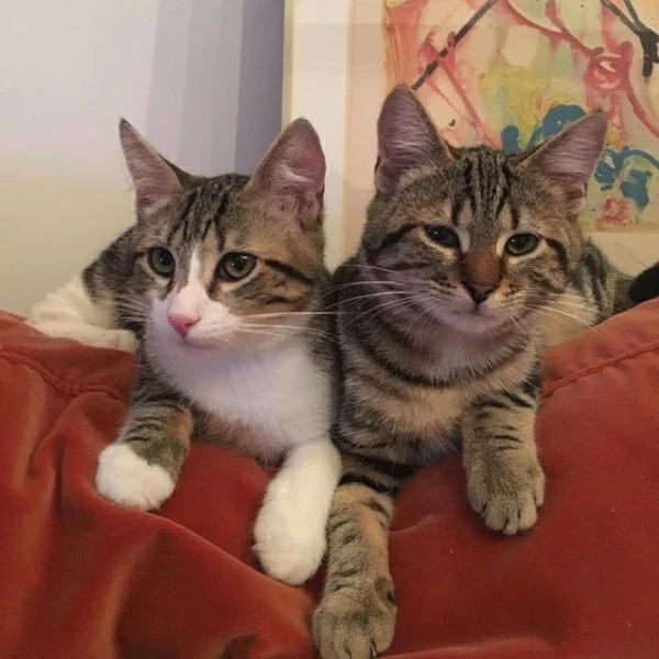 Nestor et Noon, chats adoptés via Les ti'chats