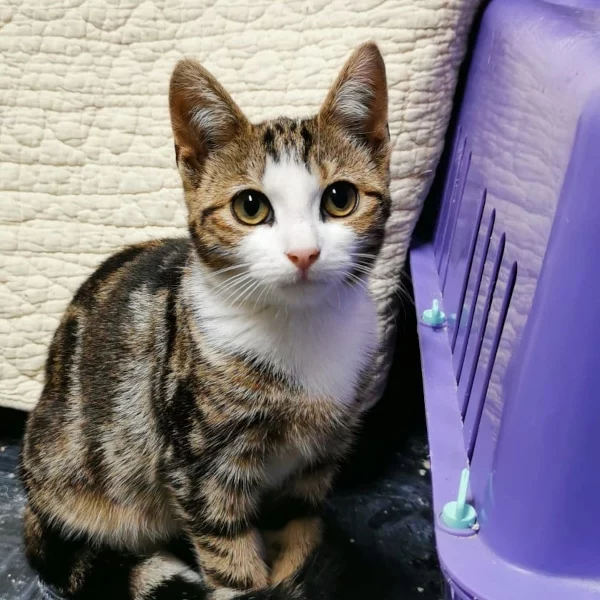 Neve, chat adopté en 2022 grâce aux ti'chats