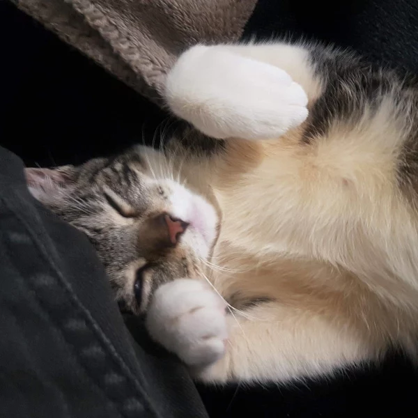 Neyo, chat adopté via Les ti'chats
