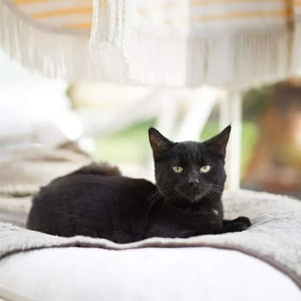 Nila, chat adopté via Les ti'chats