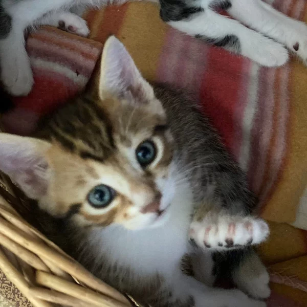 Nima, chat adopté en 2022 grâce aux ti'chats