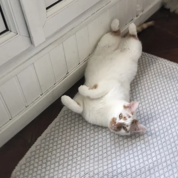 Noé, chat adopté en 2020 grâce aux ti'chats