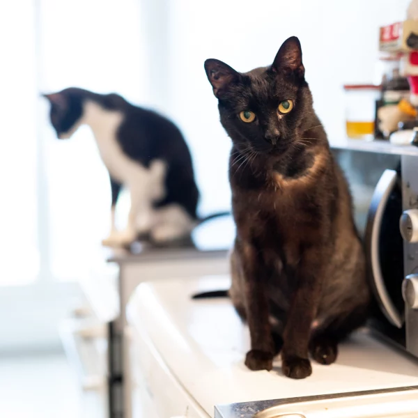 Noireau, chat adopté via Les ti'chats