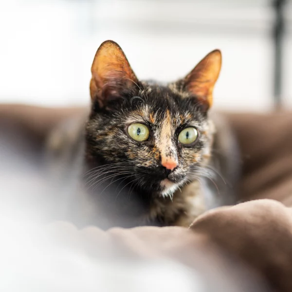 Noisette, chat adopté en 2020 grâce aux ti'chats
