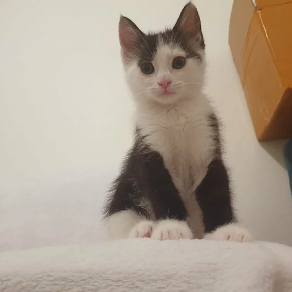 Nolia, chat adopté via Les ti'chats