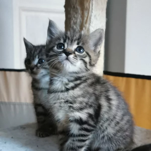 Nori, chat adopté en 2022 grâce aux ti'chats