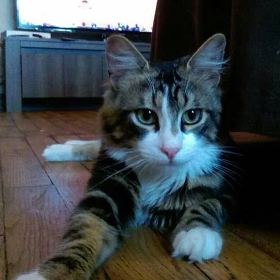Nougat, chat adopté via Les ti'chats