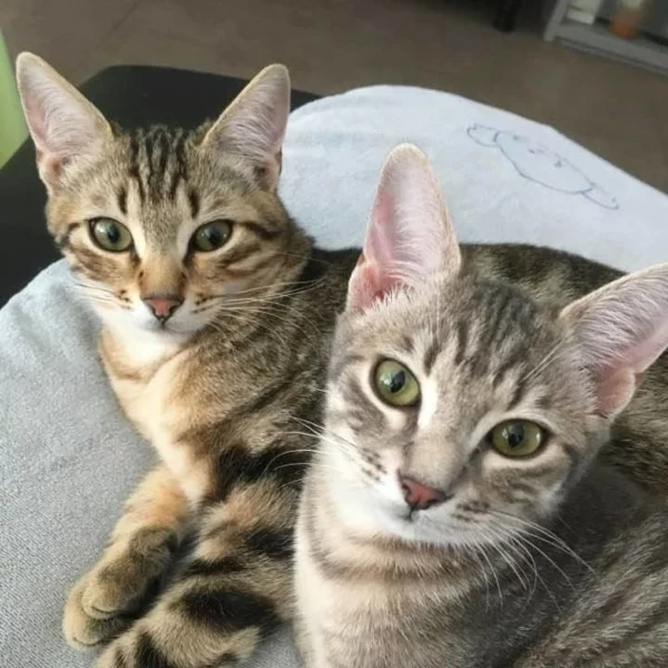 Nox et Naia, chats adoptés via Les ti'chats