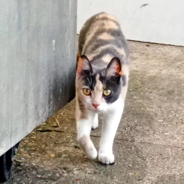 Nua, chat adopté en 2022 grâce aux ti'chats
