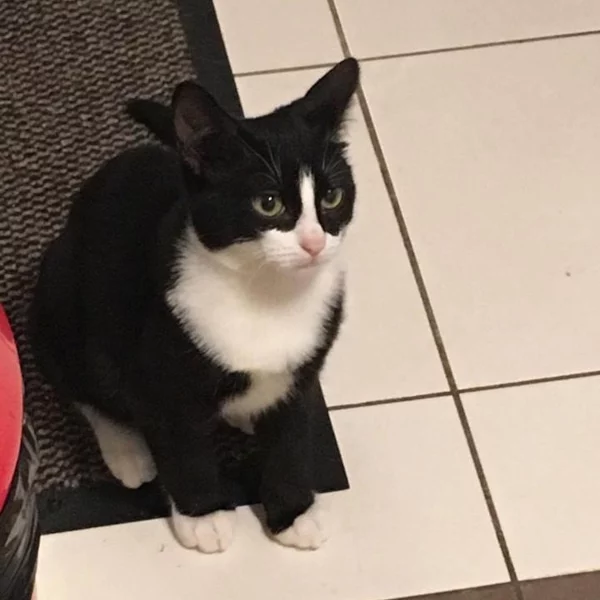 Nuggets, chat adopté via Les ti'chats