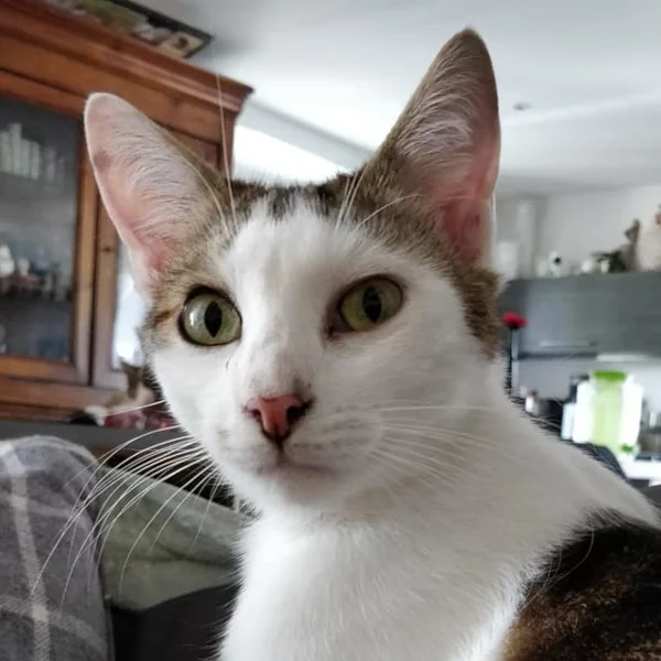Nuts, chat adopté en 2020 grâce aux ti'chats
