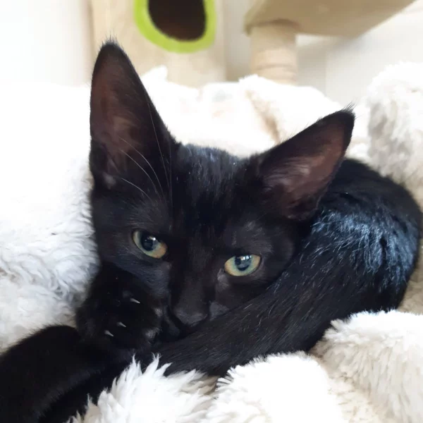 Nyla, chat adopté en 2022 grâce aux ti'chats