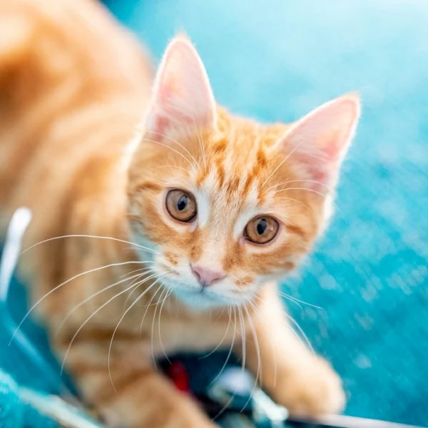 Octavie, chat adopté via Les ti'chats
