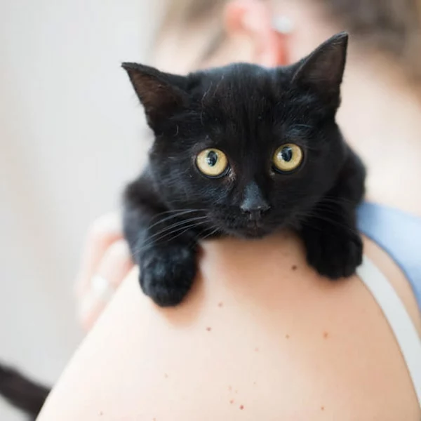 Odalys, chat adopté via Les ti'chats
