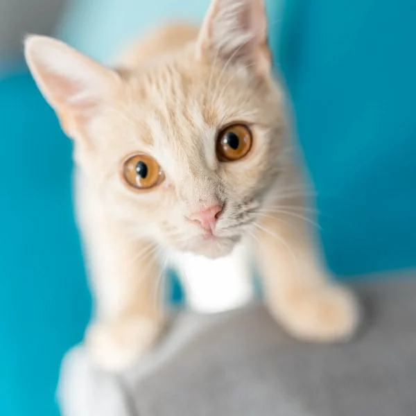 Odelia, chat adopté via Les ti'chats