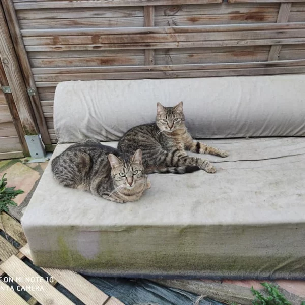 Odja & Mousse, chat adopté en 2020 grâce aux ti'chats