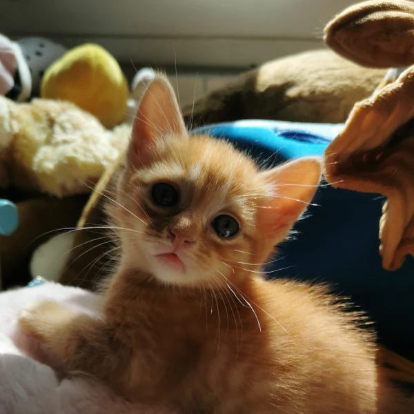 Okja, chat adopté en 2022 grâce aux ti'chats