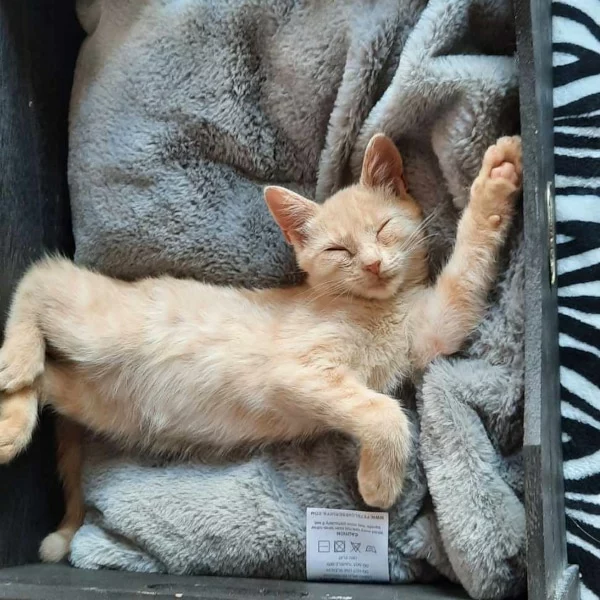 Olga, chat adopté via Les ti'chats