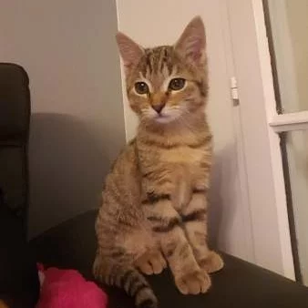 Olie, chat adopté via Les ti'chats