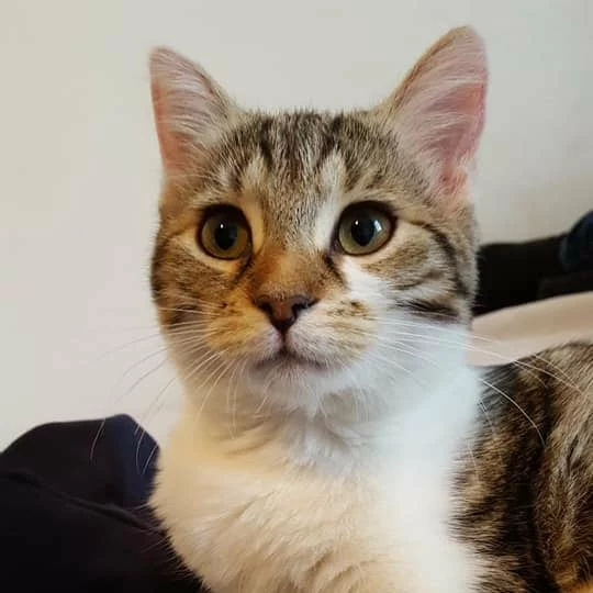 Olympe, chat adopté via Les ti'chats