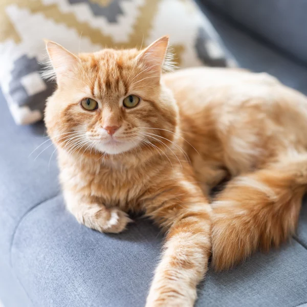 Olza, chat adopté en 2020 grâce aux ti'chats