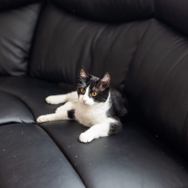 lestichats-oreo-axiane