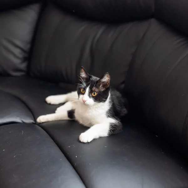 Oréo, chat adopté en 2020 grâce aux ti'chats