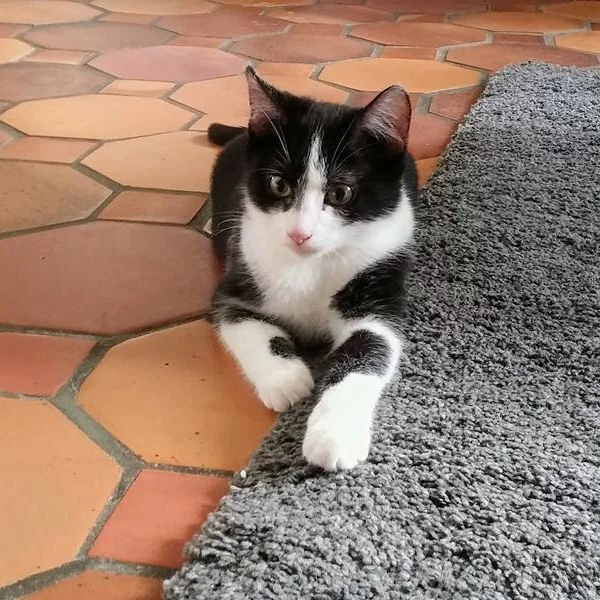 Oreo, chat adopté via Les ti'chats