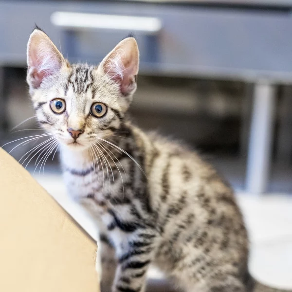 Orme, chat adopté via Les ti'chats