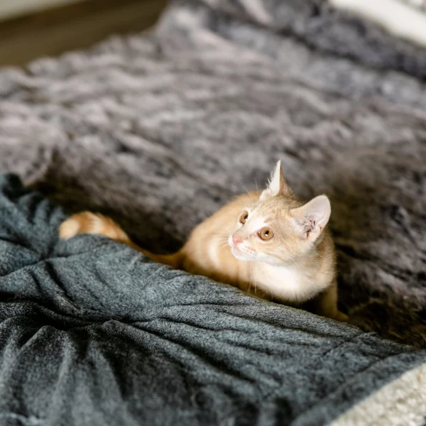 Oscar, chat adopté via Les ti'chats
