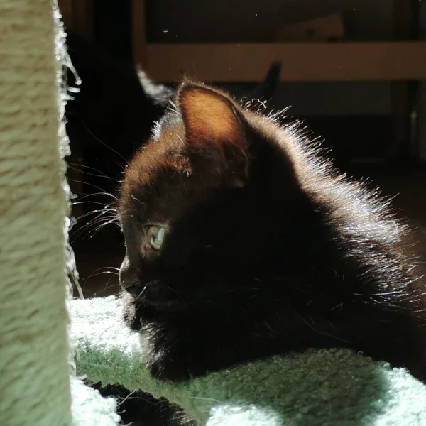 Oslo, chat adopté en 2022 grâce aux ti'chats