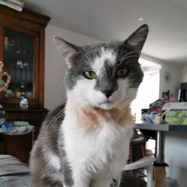 Otisse, chat adopté en 2022 grâce aux ti'chats