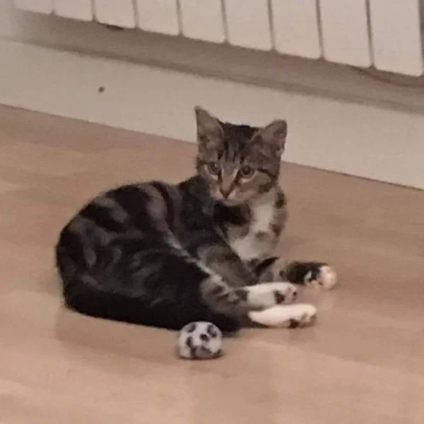 Paloma, chat adopté via Les ti'chats