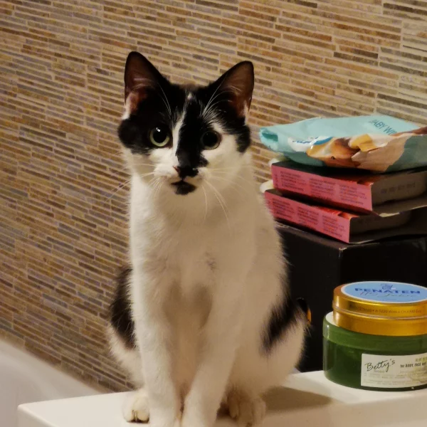 Paura, chat adopté en 2022 grâce aux ti'chats