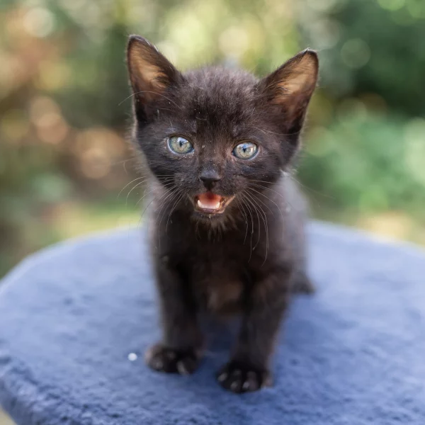 Peach, chat adopté en 2020 grâce aux ti'chats