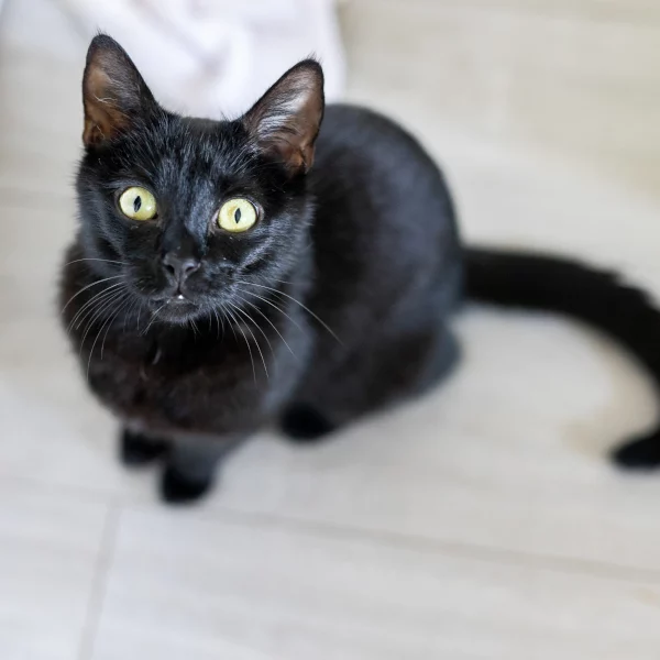 Pearl, chat adopté via Les ti'chats