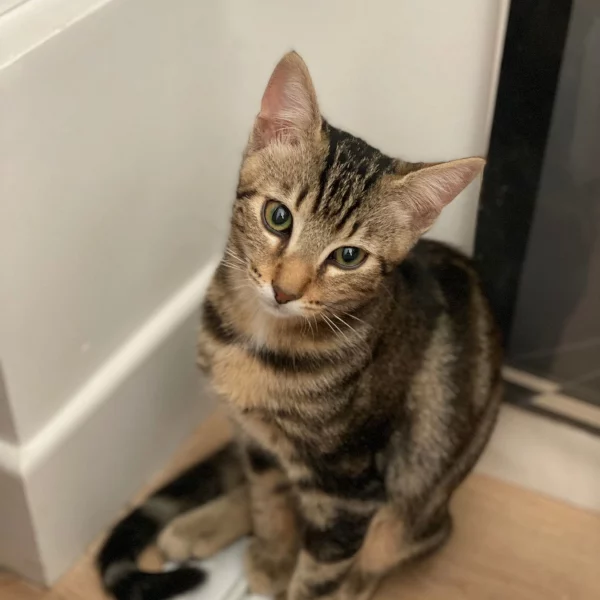 Pedro, chat adopté via Les ti'chats
