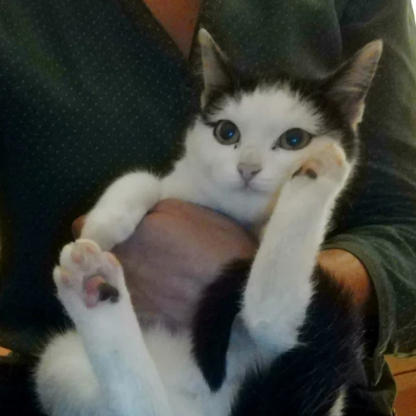 Penny, chat adopté via Les ti'chats