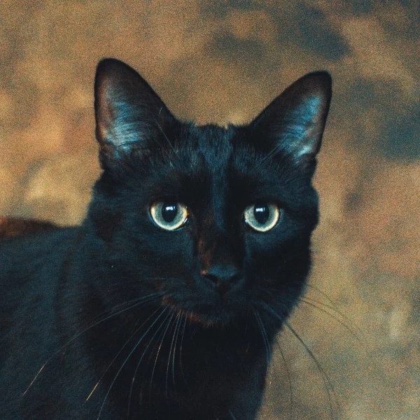 Pepsi, chat adopté en 2022 grâce aux ti'chats